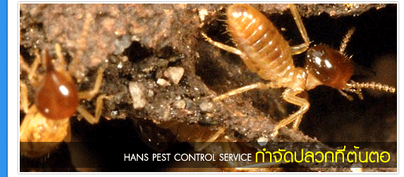 HansPest Termite & Pest control