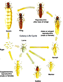 Termite control