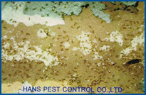 Termite control